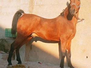  فروش اسب های دره شوری اصیل در شیراز