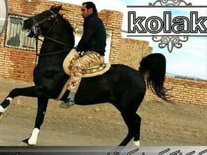 تولید وپرورش اسب های کرد اصیل در شیراز