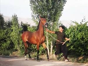 حرفه ای ترین مجموعه خرید و فروش اسب های دره شور در شیراز