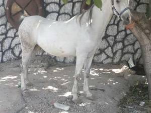 پرورش حرفه ای اسب دره شور در شیراز