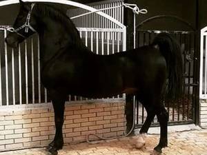 تولید و پرورش اسب های اصیل در شیراز