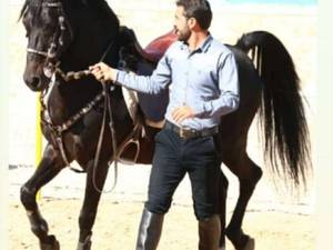 تولید و پرورش اسب های اصیل در شیراز