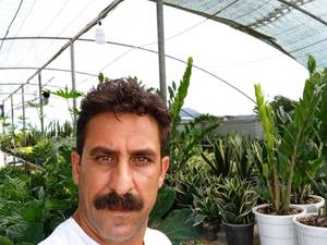 گل و گیاه افرا در بابل