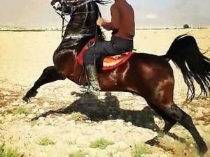 پرورش نگهداری و مراقبت و خرید اسب در فارس