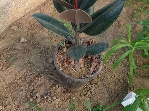 فیکوس سوپر بلک (برگ شرابی )