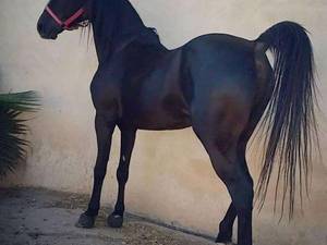 خرید و فروش اسب دره شوری در اصفهان