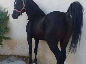 حرفه ای ترین مجموعه خرید و فروش اسب در اردبیل