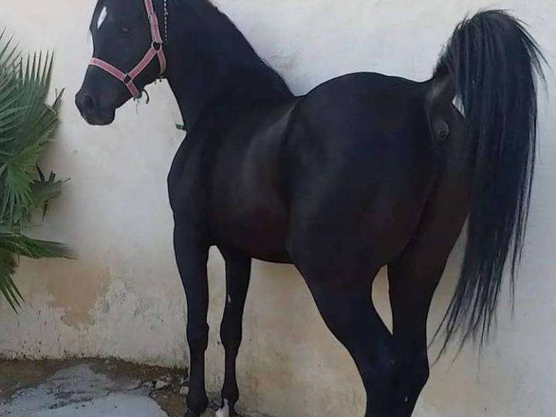 حرفه ای ترین مجموعه خرید و فروش اسب در اردبیل