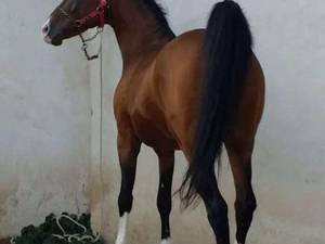 اسب شهسوار خرم در فارس