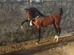 سیلمی دره شوری امپراطور در اصفهان