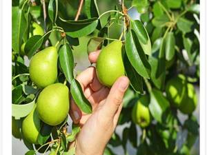 فروش نهال گلابی در دماوند