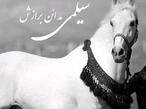 سیلمی مدائن برازش در کرمانشاه