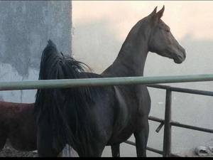 اعجوبه دره شوری ایران