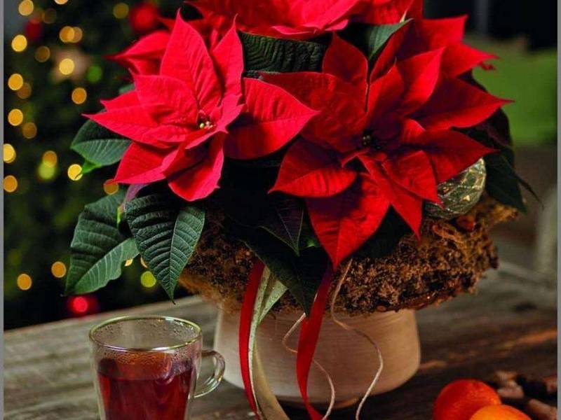 گیاه کریسمس (بنت قنسول) در تهران