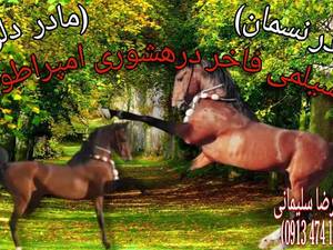 مرکز خرید و فروش اسب سیلمی در اصفهان