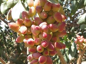 نهال پسته نهالستان یاشار