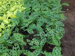 پتوس حصیری یاپتوس پنجره ای در چالوس