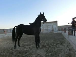پرورش اسب هورس سیرجان