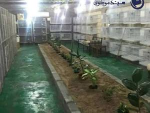 خرید انواع طوطی و عروس هلندی در تبریز