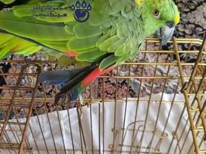 خرید انواع طوطی و عروس هلندی در تبریز