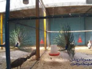حرفه ای ترین مجموعه پرورش پرندگان زینتی و طاووس در تبریز