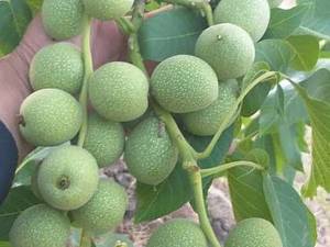فروش درخت گردو مثمر در آذربایجان غربی