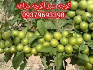 نهال گوجه سبز یا آلوچه مراغه