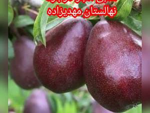 فروش انواع گلابی در میاندوآب