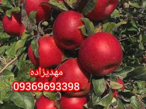 فروش انواع نهال سیب در میاندوآب