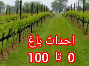 فروش نهال اصلاح شده در میاندوآب