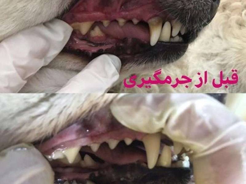 انجام کلیه امور بهداشتی دهان و دندان حیوانات