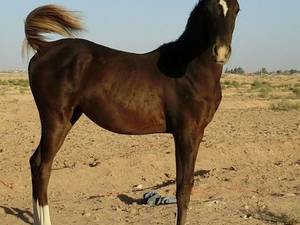 مجموعه سوارکاری و پرورش اسب در سیرجان
