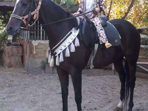 خرید و فروش مادیان های دوخون سواری دار در گلستان