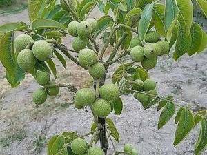 فروش نهال گردوفرنور در آذربایجان