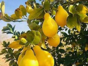 فروش نهال گلابی درگزی در میاندوآب