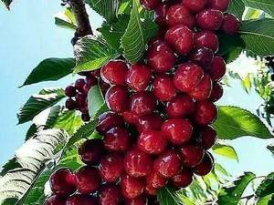 فروش نهال گیلاس خوشه ای در میاندوآب