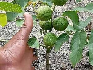 فروش نهال گردوژنوتیپ برتر در میاندوآب