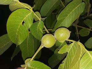 قیمت گردو خوشه ای در مازندران