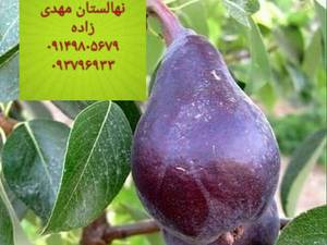 نهال گلابی در میاندوآب