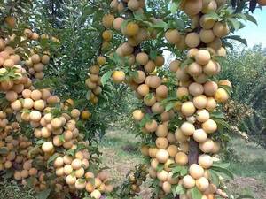 خرید نهال آلو قطره طلا در میاندوآب