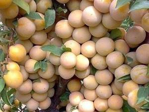 خرید نهال آلو قطره طلا در میاندوآب