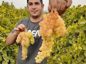 قیمت خرید نهال  انگورسفید بی دانه  در میاندوآب