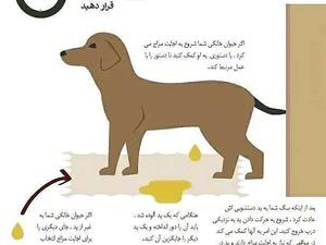 پد بهداشتی سگ