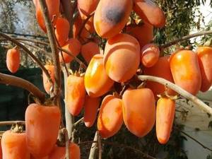 قیمت نهال خرمالوی موزی  در میاندوآب