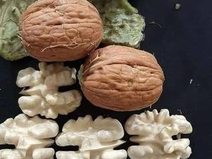 قیمت نهال  گردو ژنوتیپ برتر پیوندی در میاندوآب