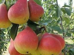 زمان برداشت گلابی اسپادانا زودرس در میاندوآب