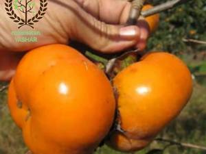 زمان کاشت نهال خرمالو در میاندوآب