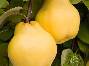 قیمت خرید نهال به آناناسی در آذربایجان غربی