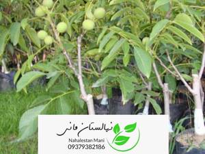 نهال گردو در مازندران