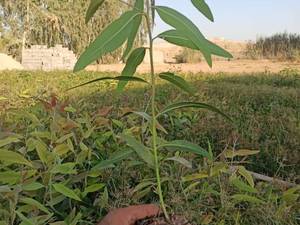 نهال اکلیبتوس برای تولید چوب